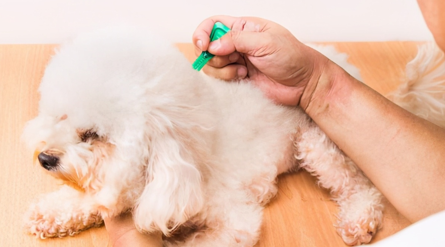 Doing these four things well can prevent your dog from having skin diseases